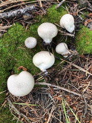 Lycoperdon subumbrinum
