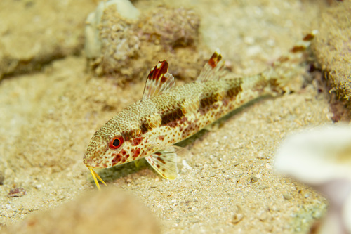Bartaiedl goatfish (Upeneus tragula) — Mullidae — 4