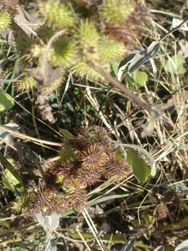 rough cocklebur