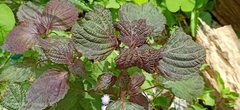 Perilla frutescens
