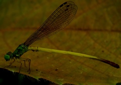 Ceriagrion citrinum