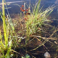Juncus acuminatus