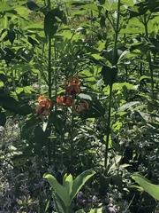 Lilium michiganense