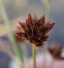 Juncus acuminatus