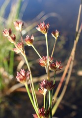 Juncus acuminatus