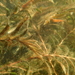 Robbins' Pondweed - Photo (c) Ken Kellman, some rights reserved (CC BY-NC), uploaded by Ken Kellman
