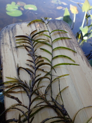 Potamogeton robbinsii