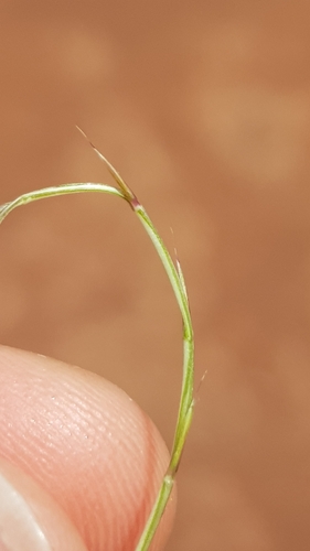 Image of Festuca incurva by (c) Bastien Alegot, some rights reserved (CC BY)