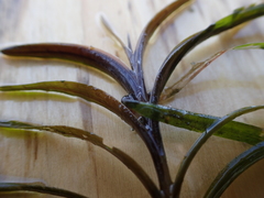 Potamogeton robbinsii