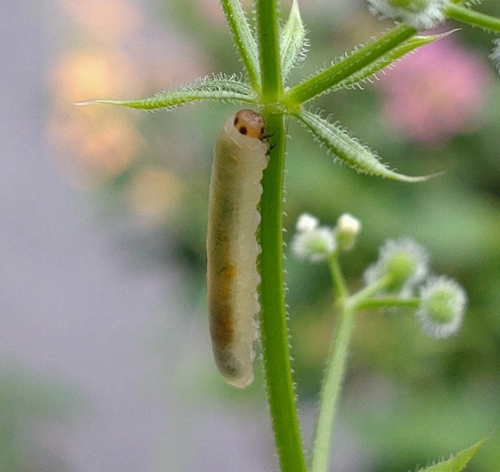 Hemibeleses