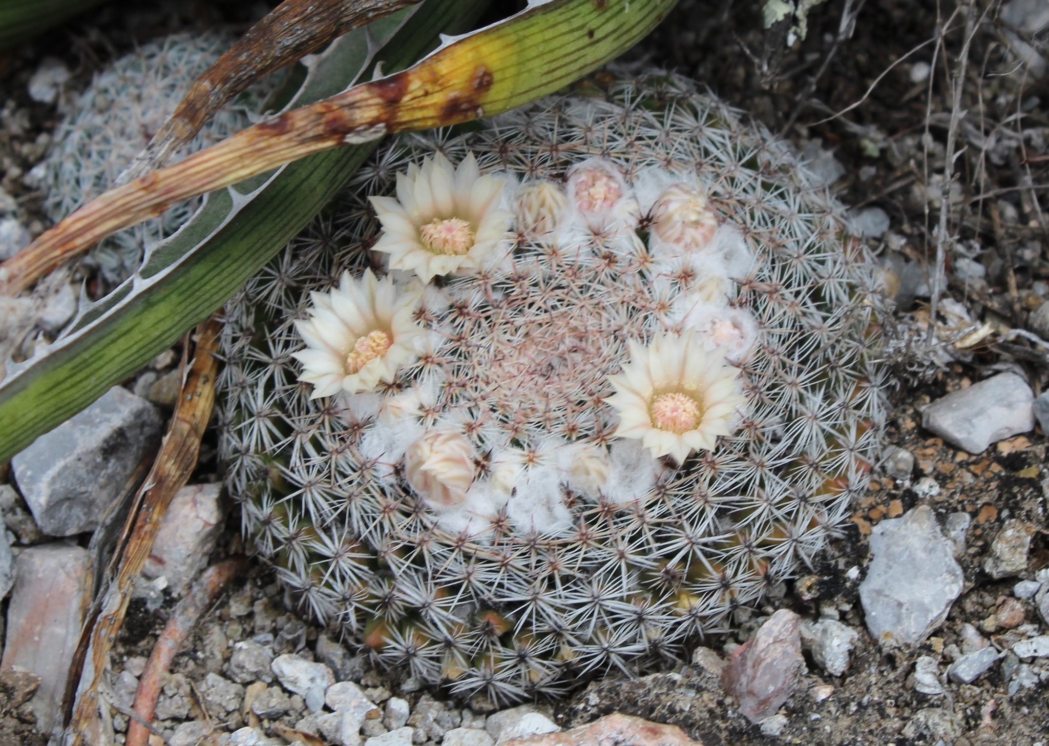 Mammillaria formosa ssp. formosa