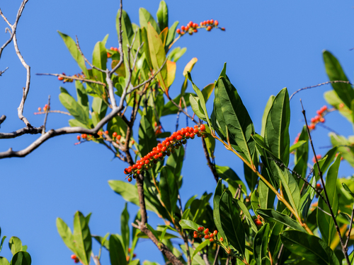 Citharexylum caudatum observed 2025-04-28
