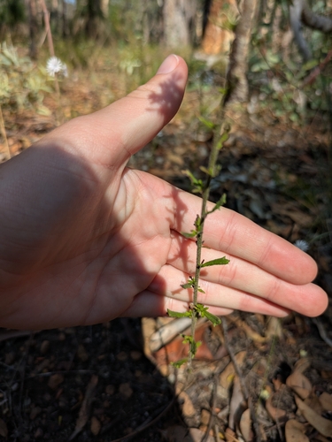 Image of Olearia paucidentata by no rights reserved