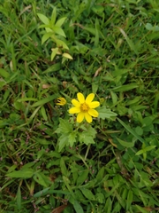 Senecio bombayensis