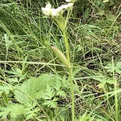 Conioselinum scopulorum