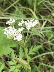 Conioselinum scopulorum