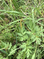 Conioselinum scopulorum