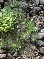 Conioselinum scopulorum
