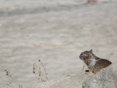 Otospermophilus beecheyi