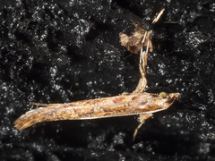 Caloptilia ostracodes