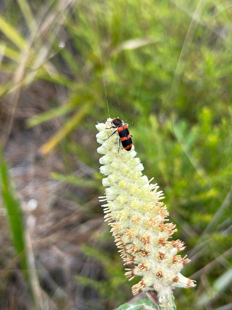 Trichodes apivorus