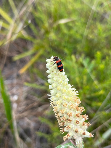 Trichodes apivorus