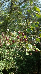 Crataegus monogyna