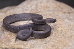 Anderson's Slug Snake photo 3