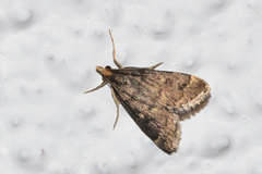 Steniini