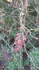 Rubus ulmifolius