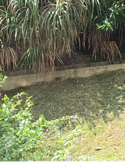 Pterorhinus chinensis