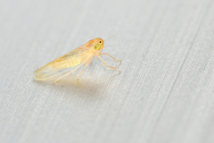 Dalbulus elimatus