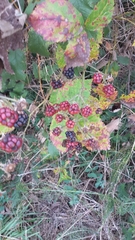 Rubus ulmifolius