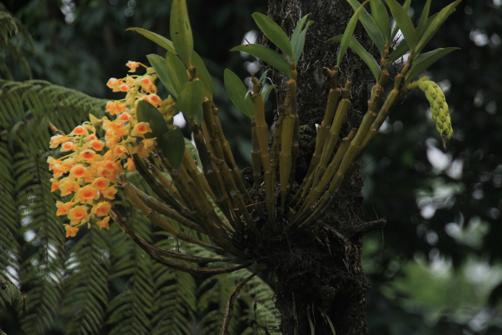 Dendrobium densiflorum Wall. ex Lindl. 3