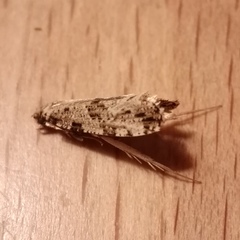 Morophaga choragella