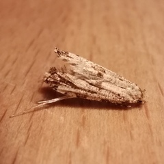 Morophaga choragella