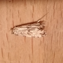 Morophaga choragella