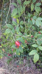 Rosa canina