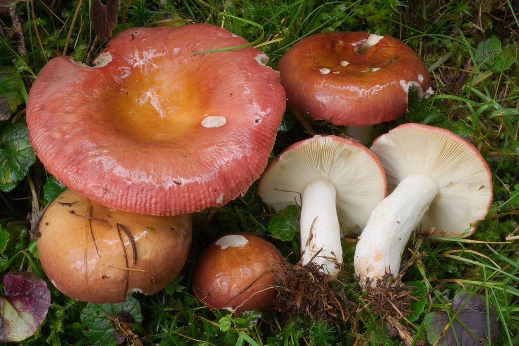 Vinosae