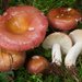 Russula vinosa - Photo (c) Marco Floriani, μερικά δικαιώματα διατηρούνται (CC BY-NC), uploaded by Marco Floriani
