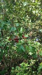 Crataegus monogyna