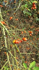 Rosa canina