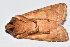 Hydroeciodes juvenilis