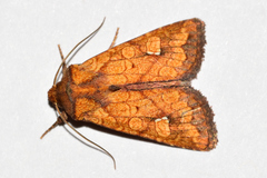 Hydroeciodes juvenilis