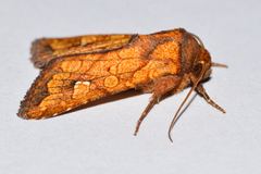 Hydroeciodes juvenilis