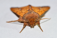 Hydroeciodes juvenilis