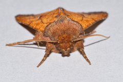 Hydroeciodes juvenilis