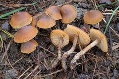 Sagaranella tylicolor