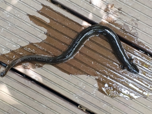Reed (Erpetoichthys calabaricus) — Polypteridae
