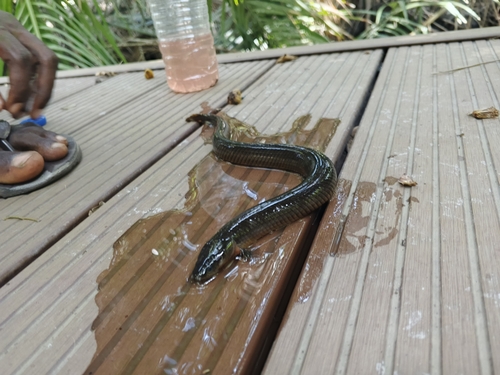 Reed (Erpetoichthys calabaricus) — Polypteridae — 2